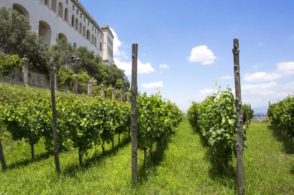 vigna_san_martino